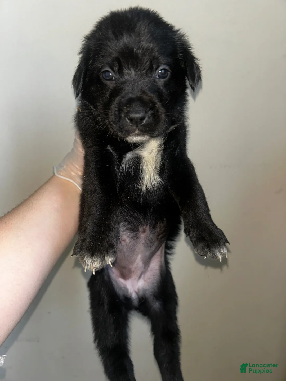 Mixed Breed dogs for sale: Mixed Breed Puppy 7 - Ad 1