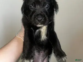 Mixed Breed dogs Mixed Breed Puppy 7 - Ad 5