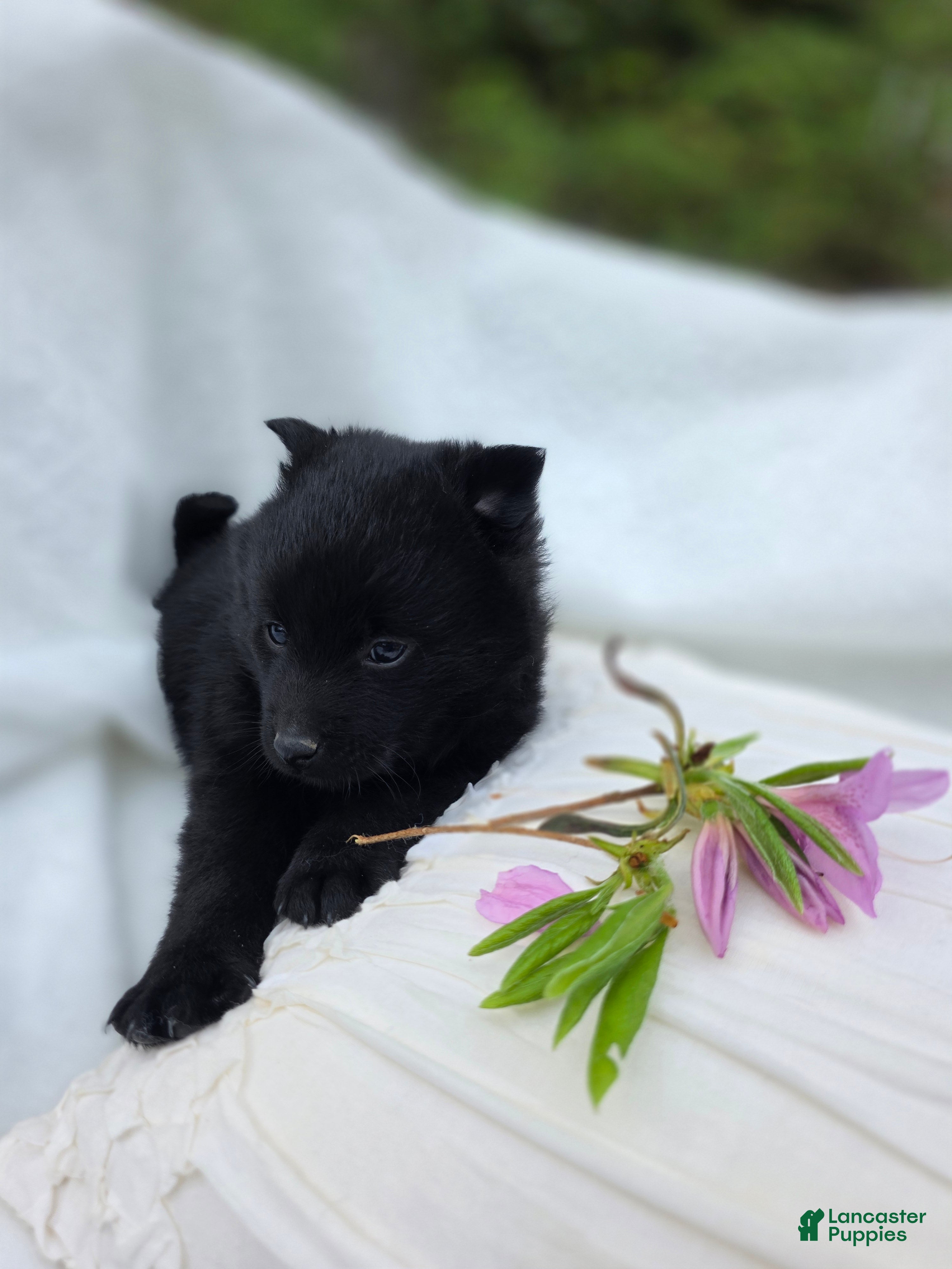 Schipperke dogs Schipperke Puppy 1 - Ad 7