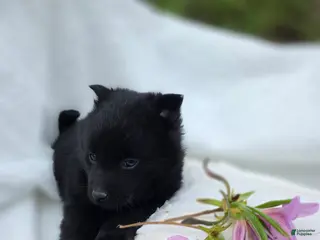 Schipperke dogs Schipperke Puppy 1 - Ad 7