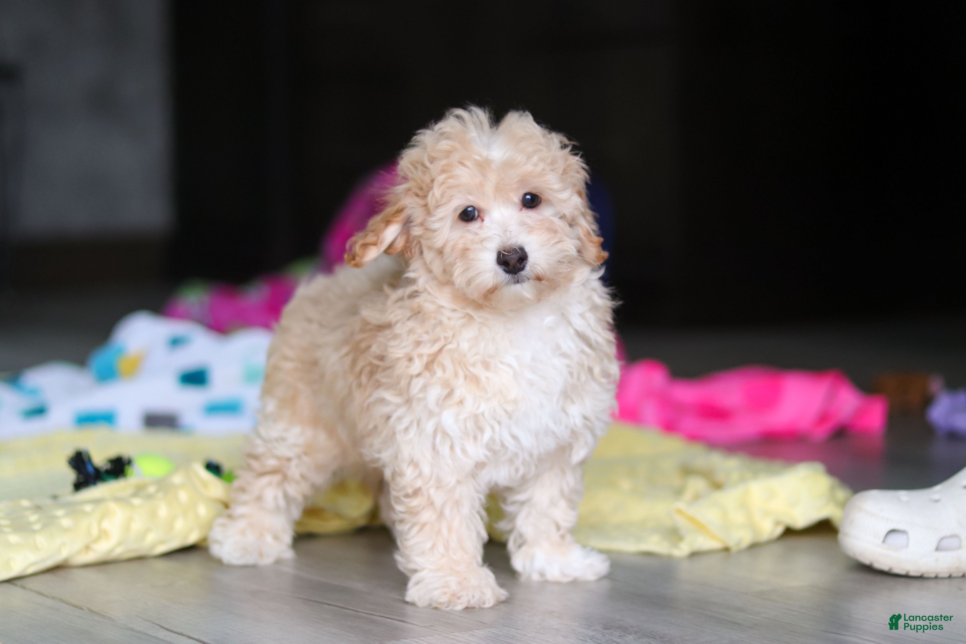 Havapoo dogs Brodie - Ad 2