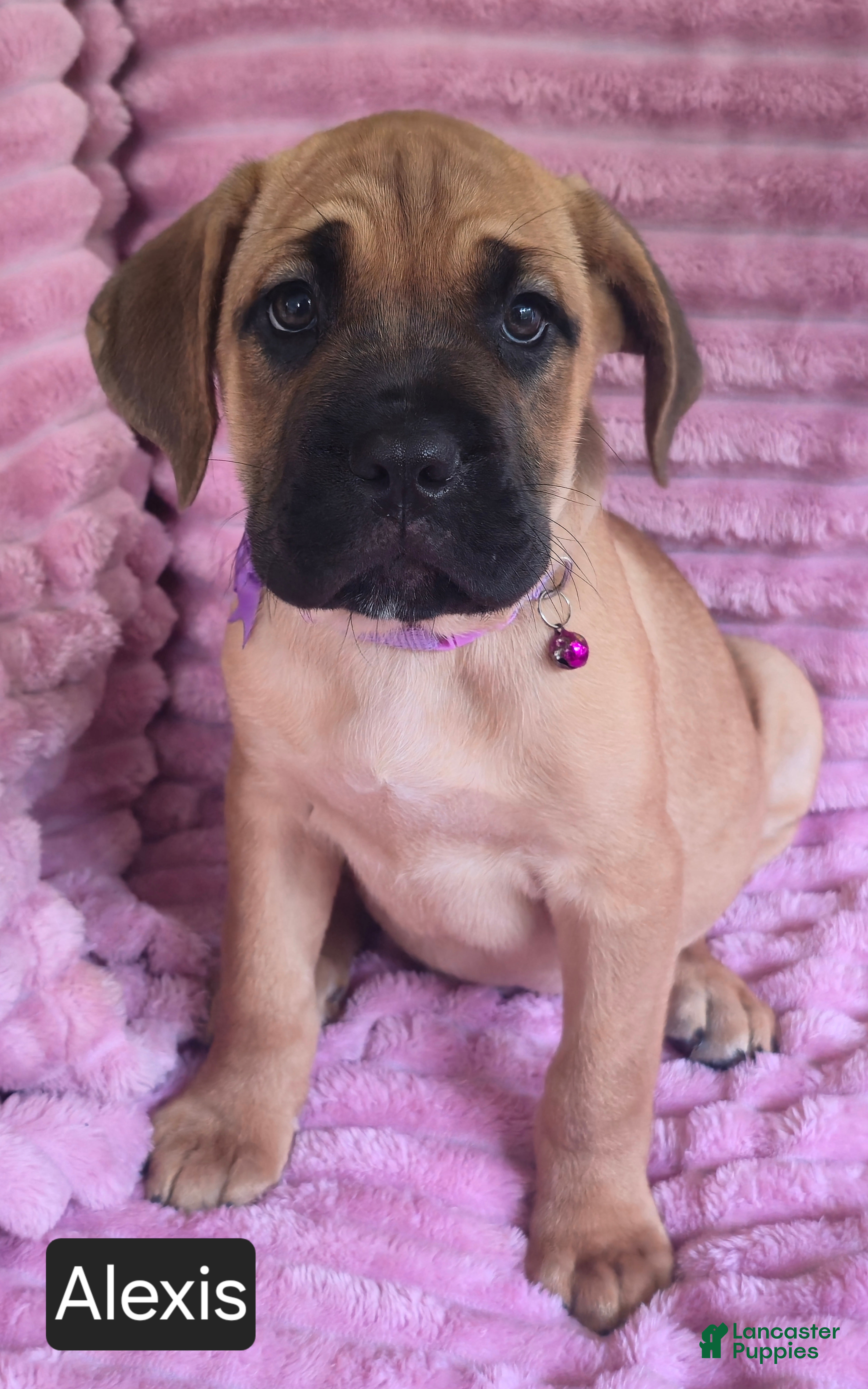 Cane Corso dogs Alexis - Ad 2