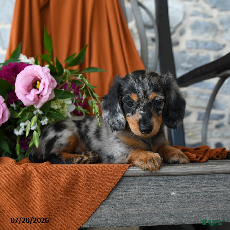 Miniature Dachshund dogs Avery - Ad 2