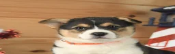 Welsh Corgi Pembroke dogs for sale: Paul Revere - Ad 4