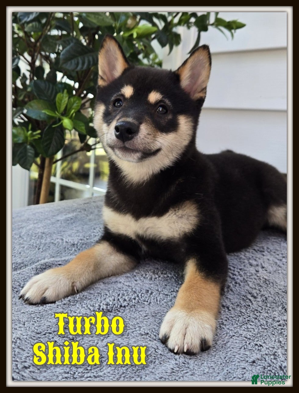 Shiba Inu dogs Turbo - Ad 1