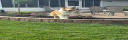Collie dogs for sale: Collie 2- Cream Collar - Ad 2