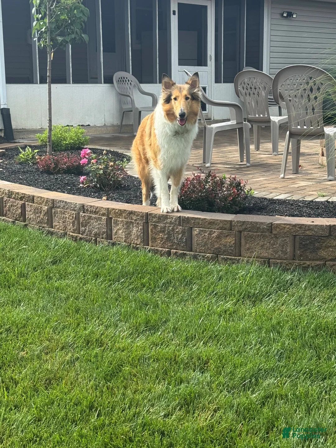 Collie dogs for sale: Collie 2- Cream Collar - Ad 2