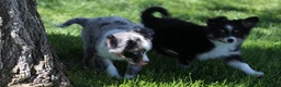 Toy Australian Shepherd dogs for sale: Sarge black tri with tail - Ad 2