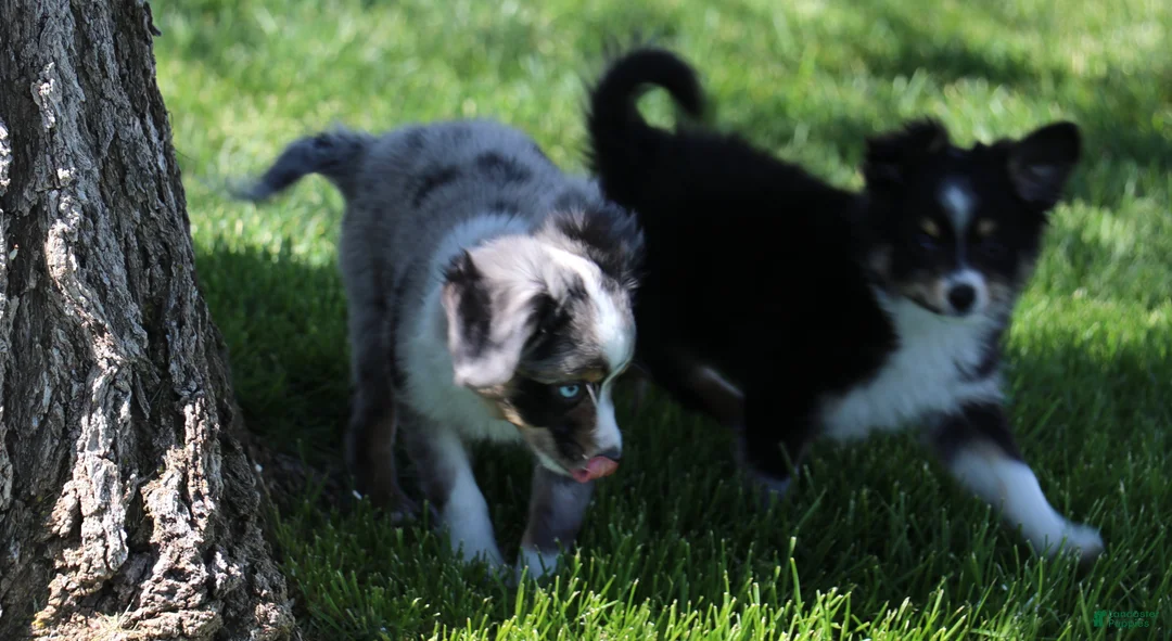 Toy Australian Shepherd dogs for sale: Sarge black tri with tail - Ad 2