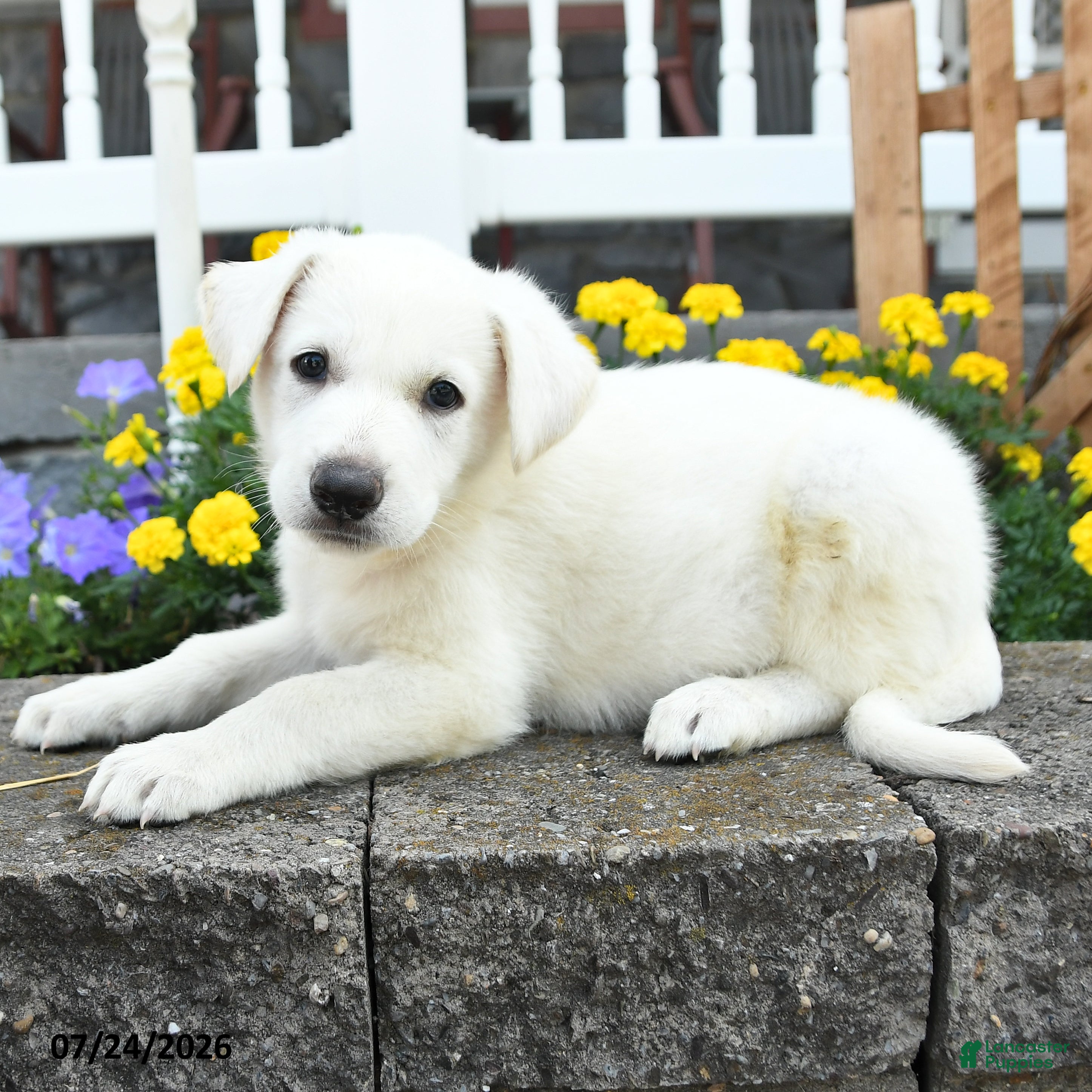 German Shepherd dogs Kenzo - Ad 2