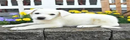 German Shepherd dogs for sale: Kenzo - Ad 2