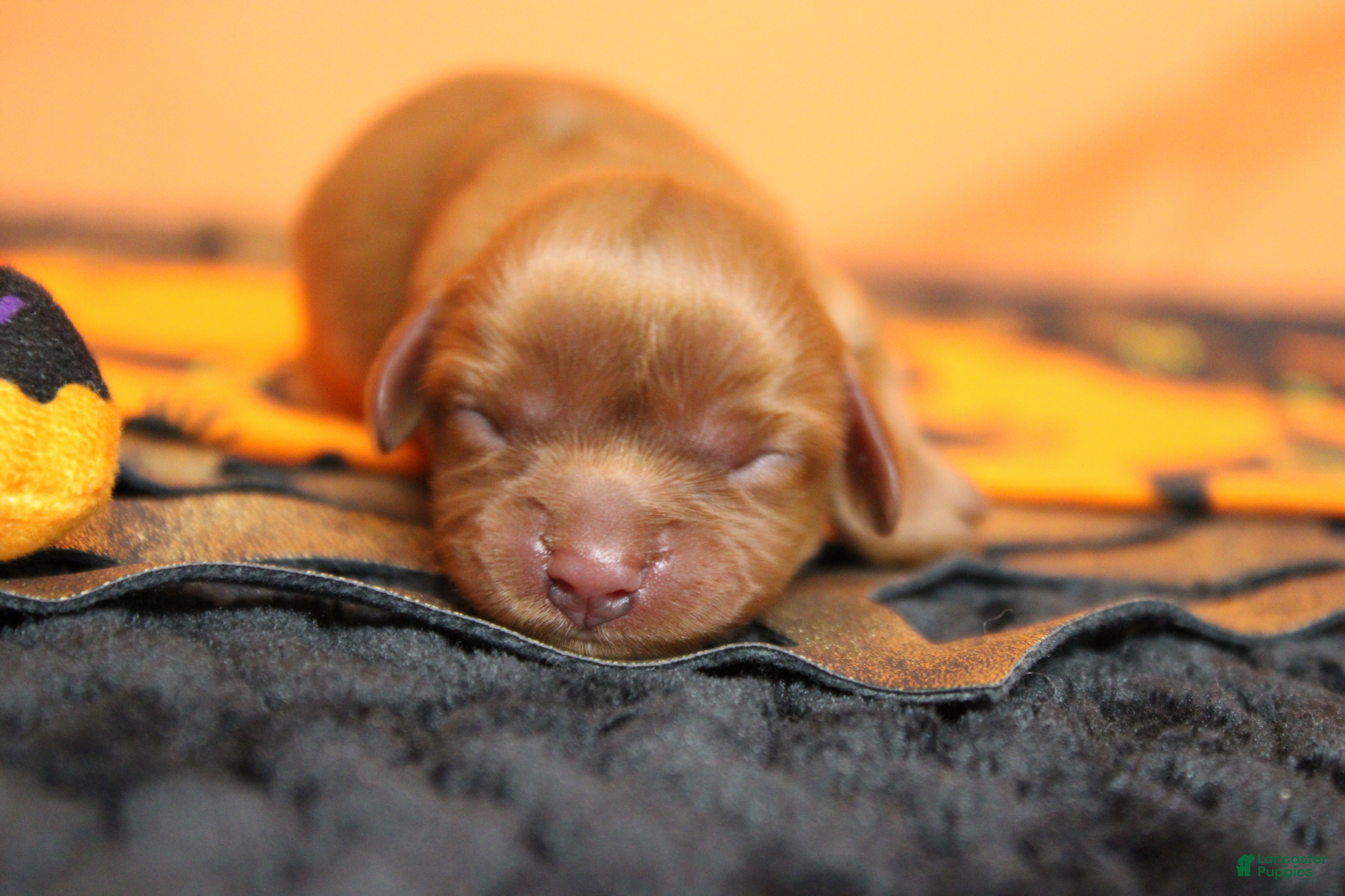 Cavalier King Charles Spaniel dogs for sale: Strawberry  - Ad 38