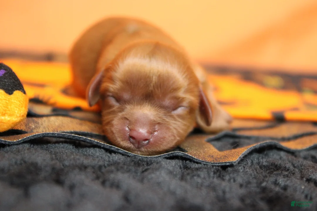 Cavalier King Charles Spaniel dogs for sale: Strawberry  - Ad 1