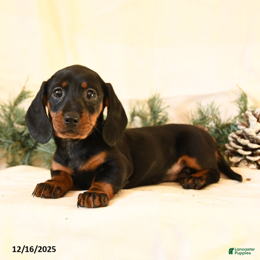 Miniature Dachshund dogs Callie - Ad 10