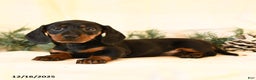 Miniature Dachshund dogs for sale: Callie - Ad 1