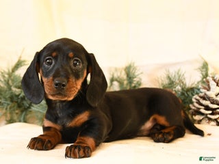 Miniature Dachshund dogs Callie - Ad 11