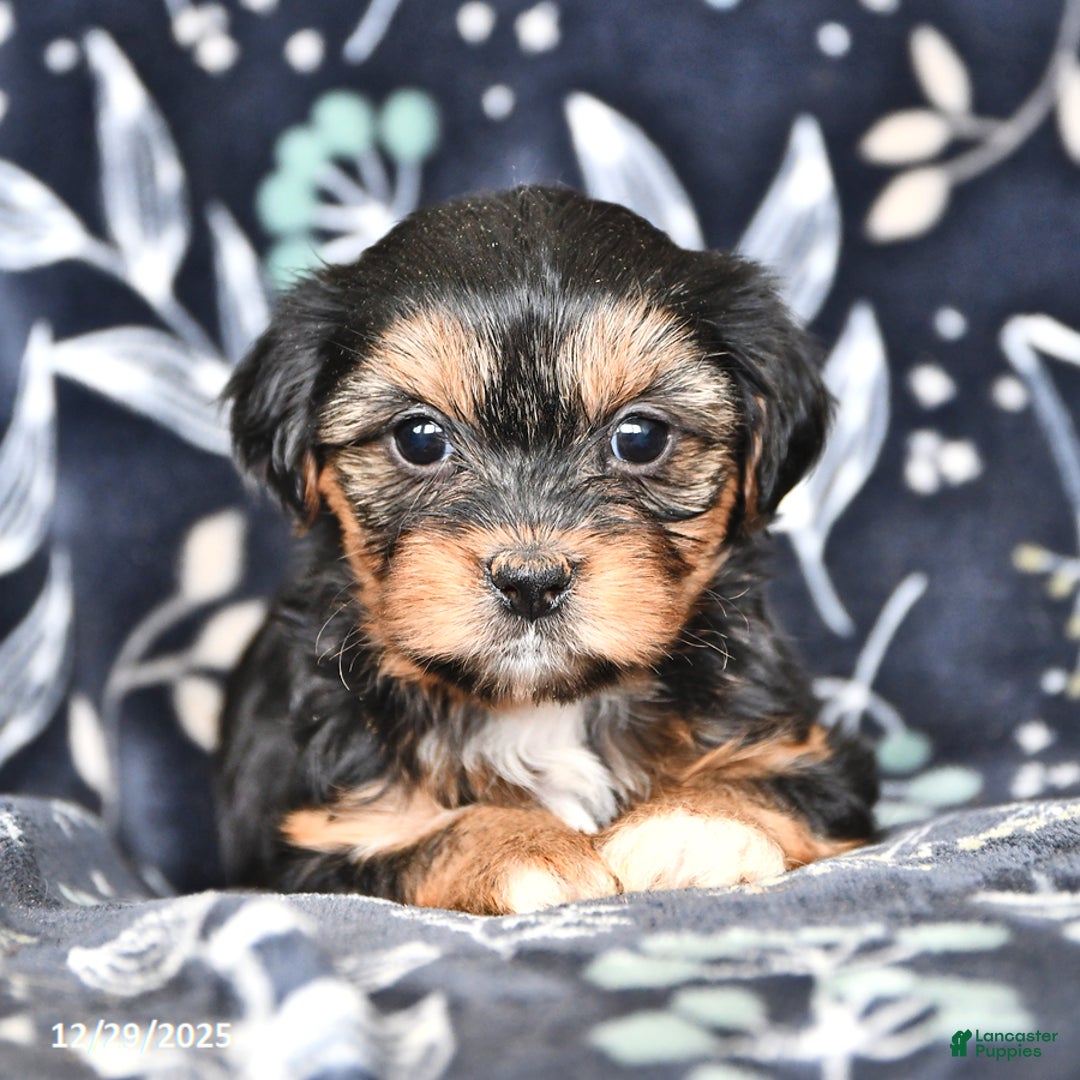Shorkie dogs for sale: Callie - Ad 1