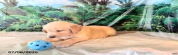 Golden Retriever dogs for sale: Cade - Ad 2
