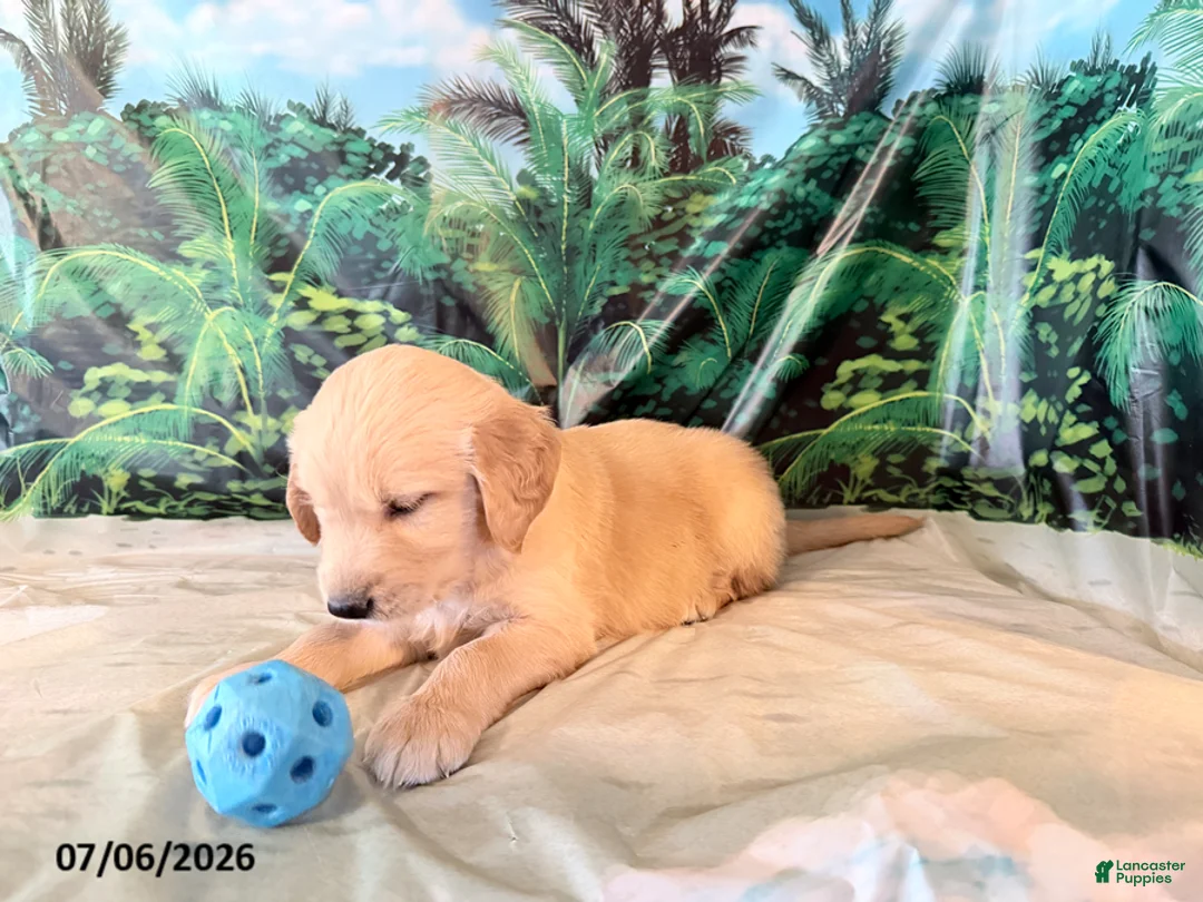 Golden Retriever dogs for sale: Cade - Ad 2