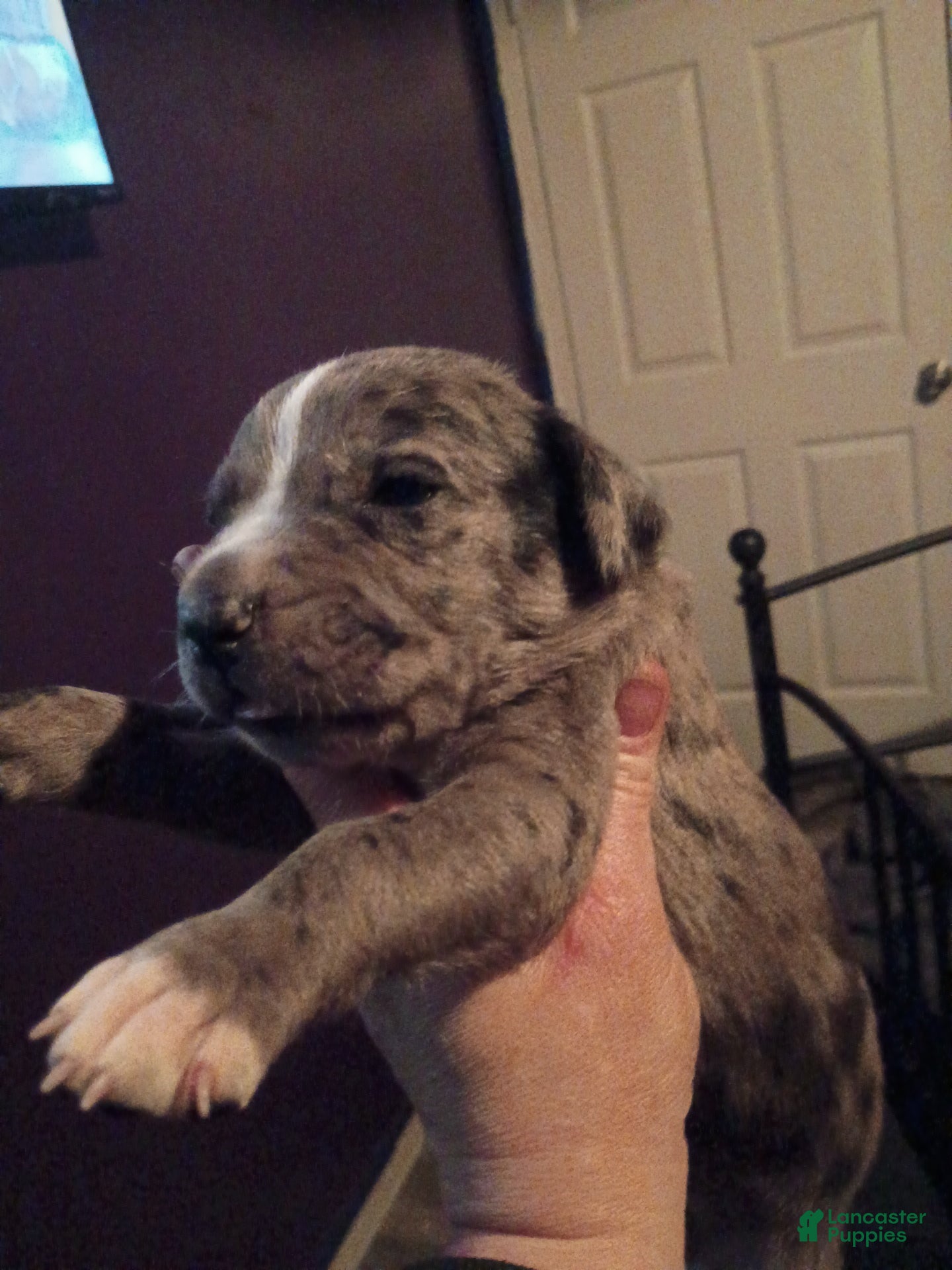 Daniff dogs CREED-Daniff Puppy 3 - Ad 2