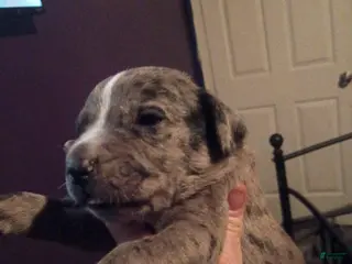Daniff dogs CREED-Daniff Puppy 3 - Ad 6