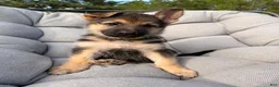 German Shepherd dogs for sale: Miley - Ad 2