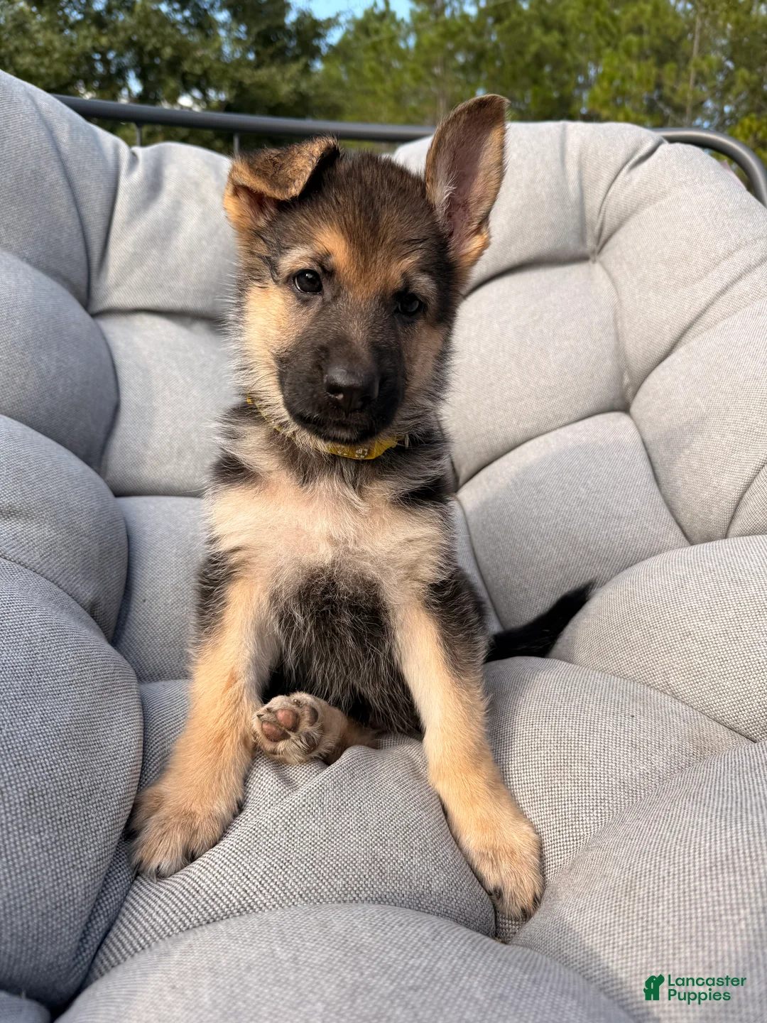 German Shepherd dogs for sale: Miley - Ad 2