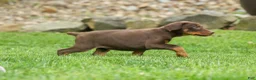 Doberman Pinscher dogs for sale:  Delilah (Red Rust)🐶 - Ad 6