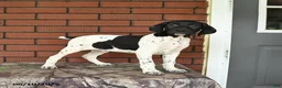 German Shorthaired Pointer dogs for sale: Rover  - Ad 9