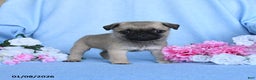 Pug dogs for sale: Toby - Ad 3