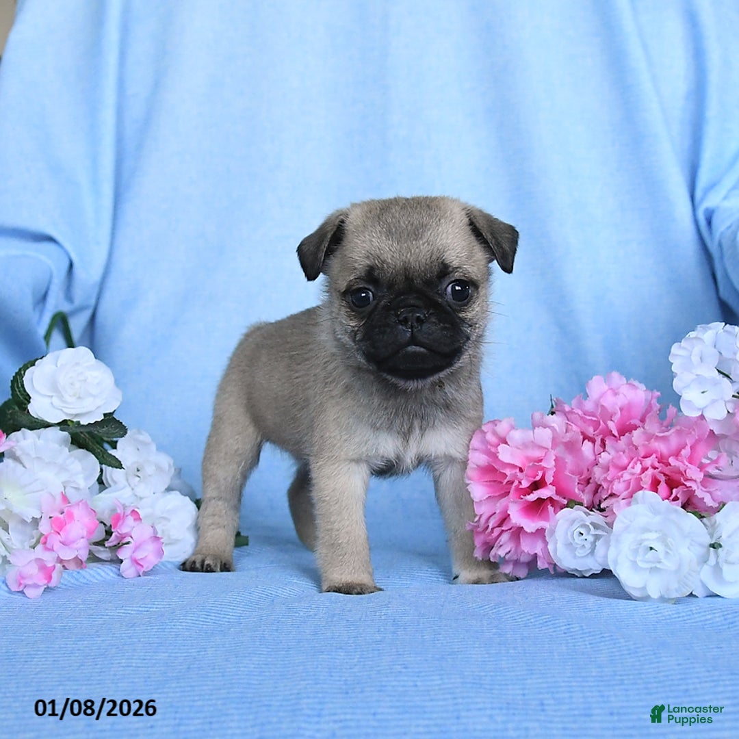 Pug dogs for sale: Toby - Ad 3