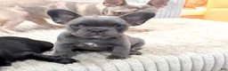 French Bulldog dogs for sale: Grey Blue Fluff - Ad 4