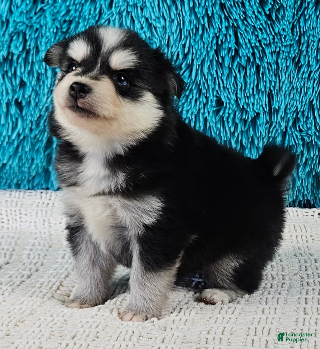 Pomsky dogs Ivy  - Ad 2