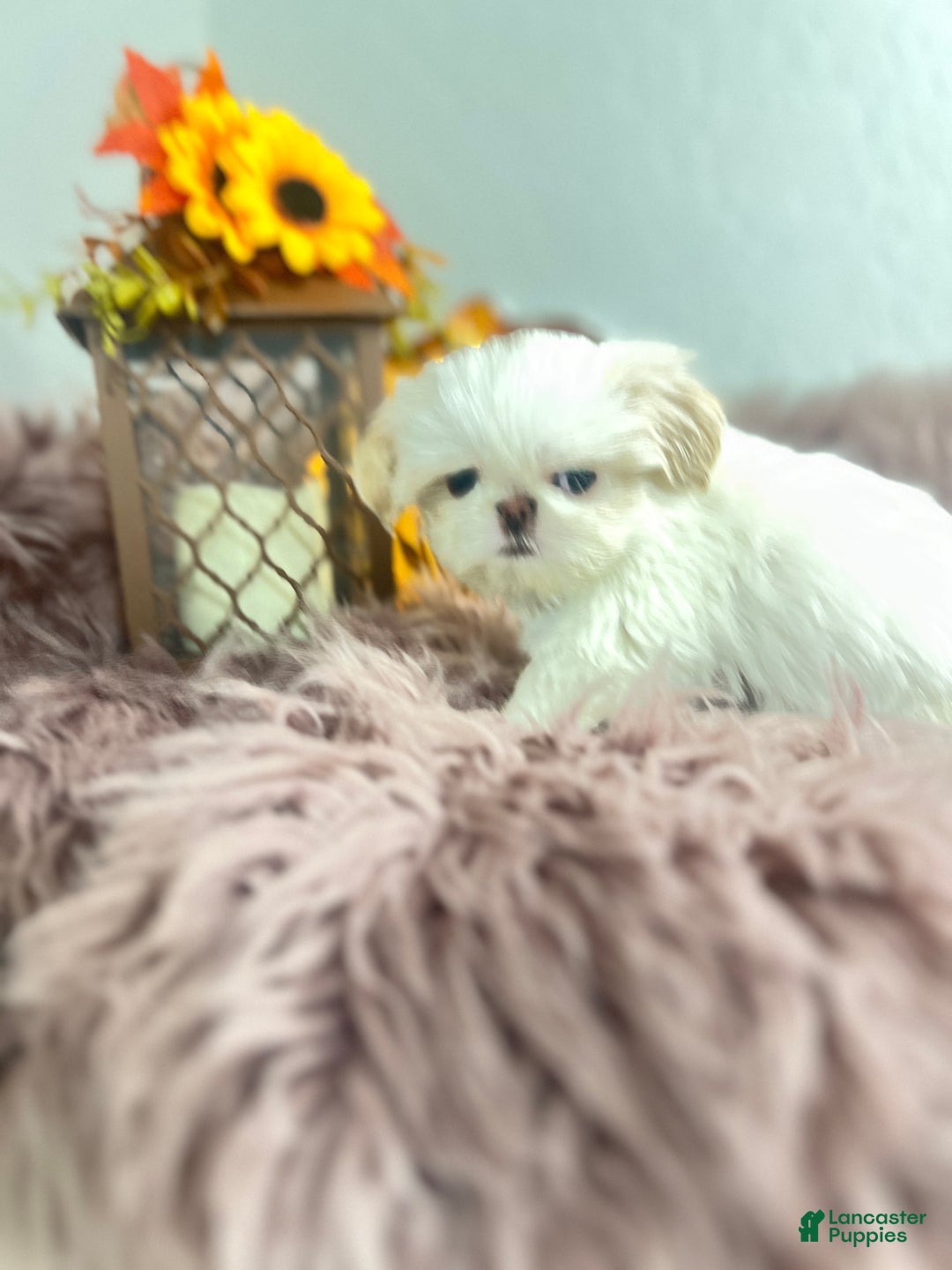 Baby blondy for sale in Mesa Lancaster Puppies