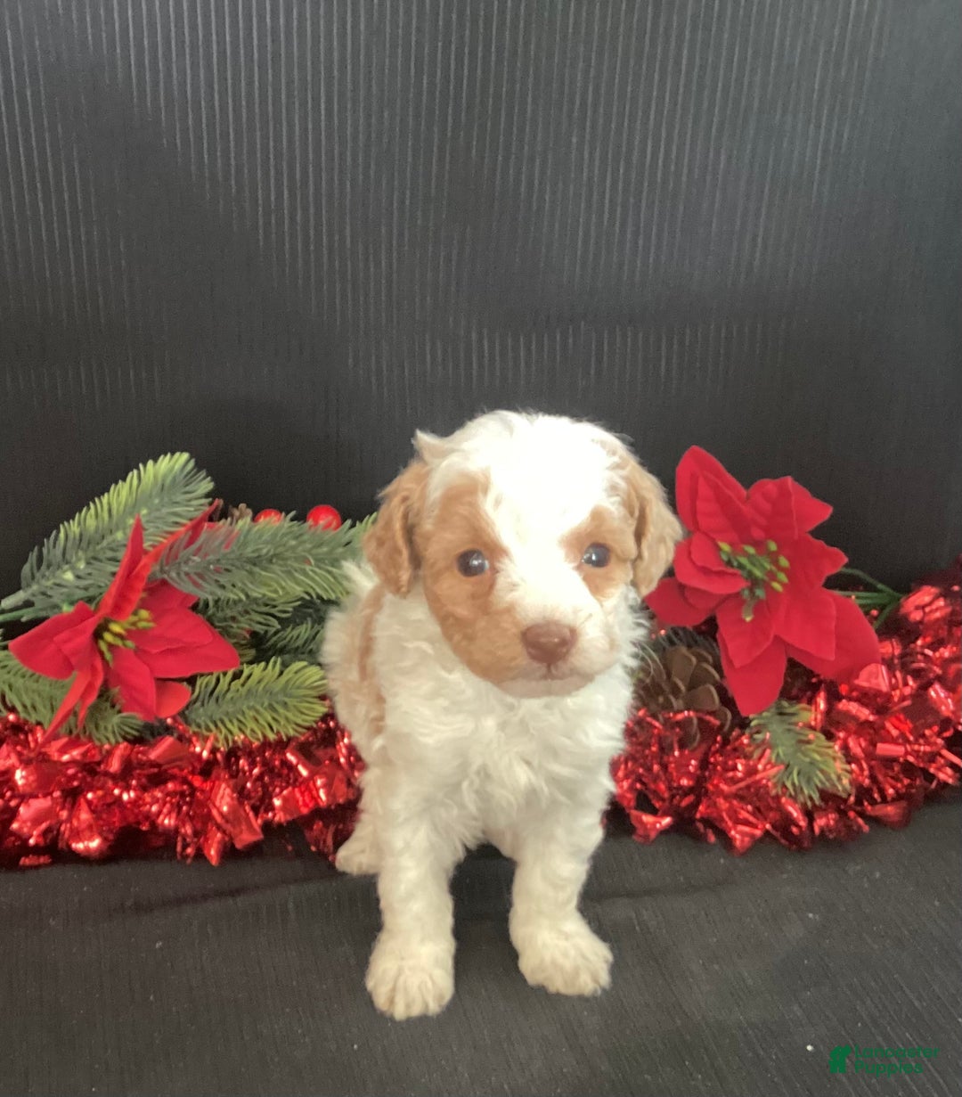 Mini Goldendoodle dogs for sale: Wiggles - Ad 5