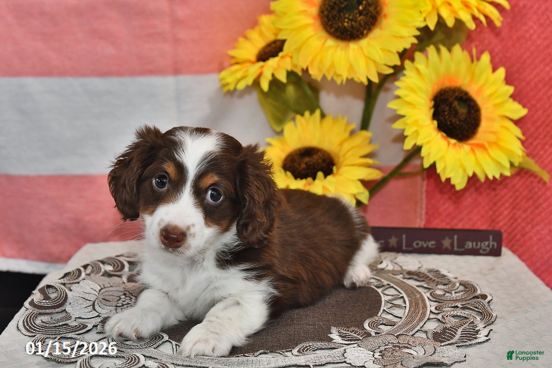 Miniature Dachshund dogs for sale: Hero - Ad 5