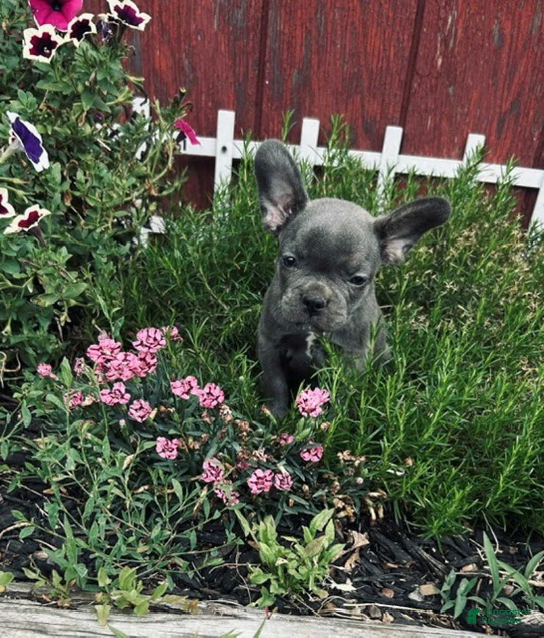 Mixed Breed dogs for sale: girl - Ad 5