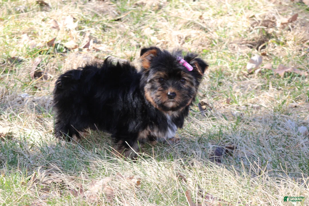 Yorkshire Terrier dogs for sale: London - Ad 3