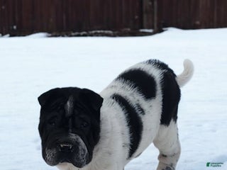 Shar Pei dogs Oreo black flower mini - Ad 11