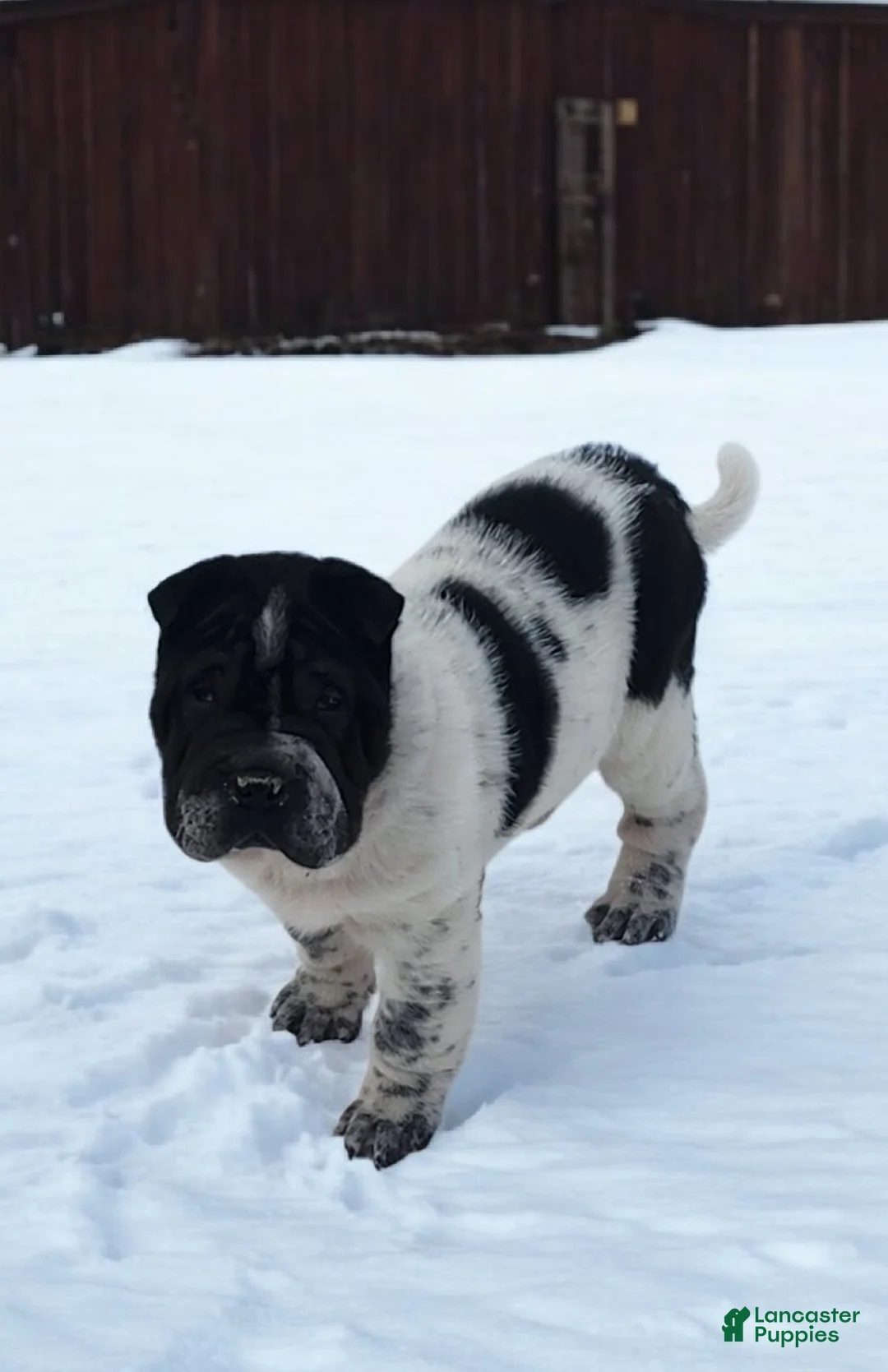 Shar Pei dogs for sale: Oreo black flower mini - Ad 16