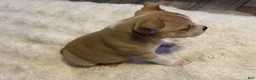 Mixed Breed dogs for sale: Latte - Ad 3