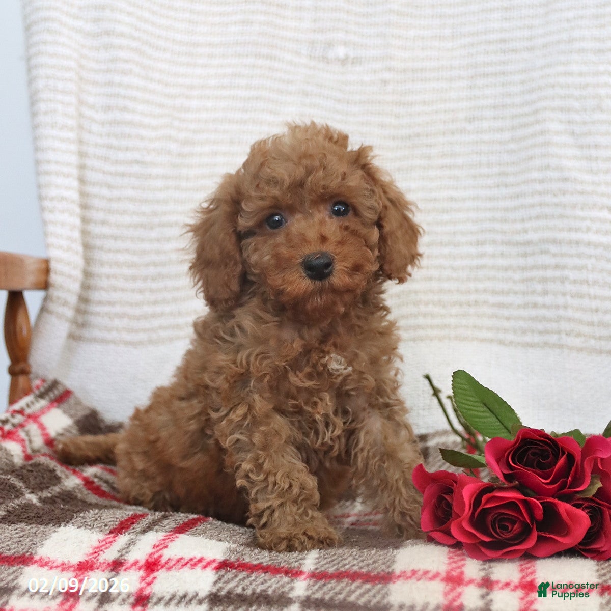 Cockapoo dogs Jared - Ad 29