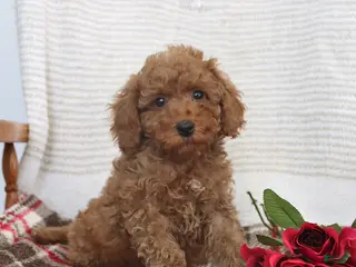 Cockapoo dogs Jared - Ad 29