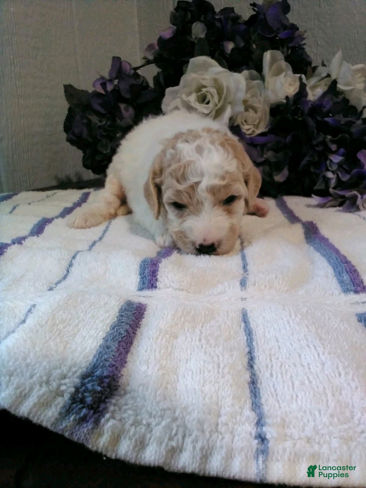 Mini Goldendoodle dogs for sale: Buttercup - Ad 2
