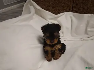 Yorkshire Terrier dogs Milo - Ad 18