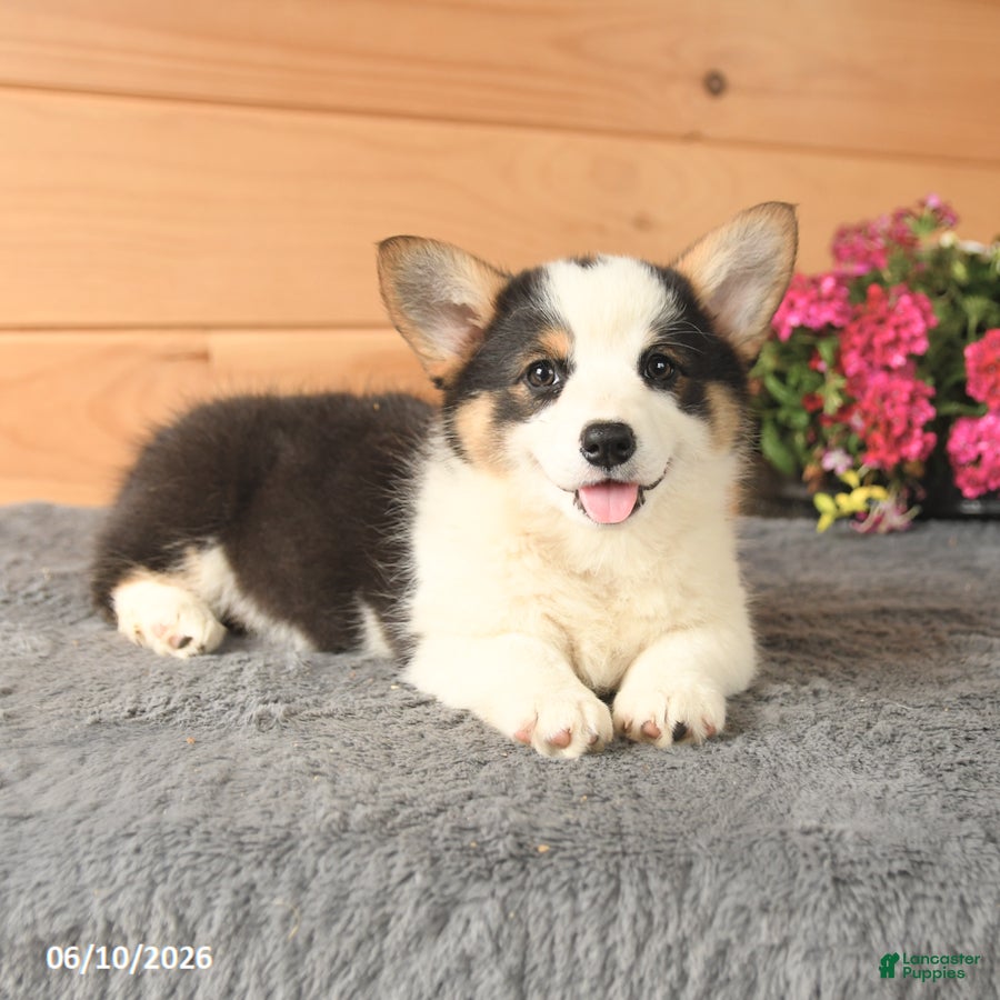 Welsh Corgi Pembroke dogs Opal - Ad 2