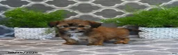 Shorkie dogs for sale: Olena  - Ad 3