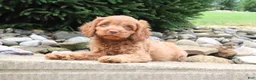 Cavapoo dogs for sale: Teddy - Ad 3