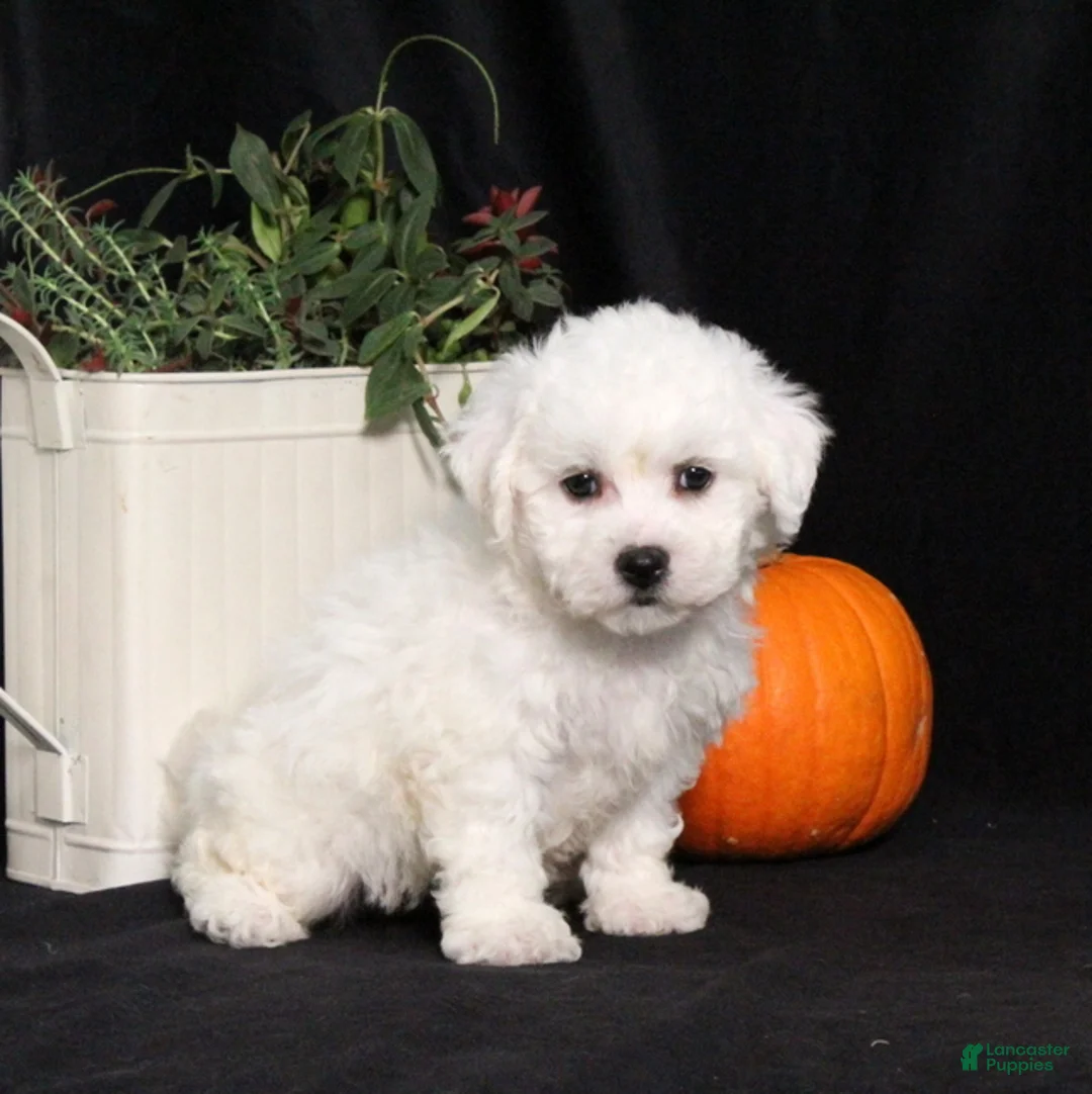 Bichon Frise dogs for sale: Lassie - Ad 1