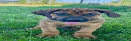 South African Boerboels dogs for sale: South African Boerboels 1 - Ad 1